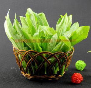 王婆大蝦油麥菜
